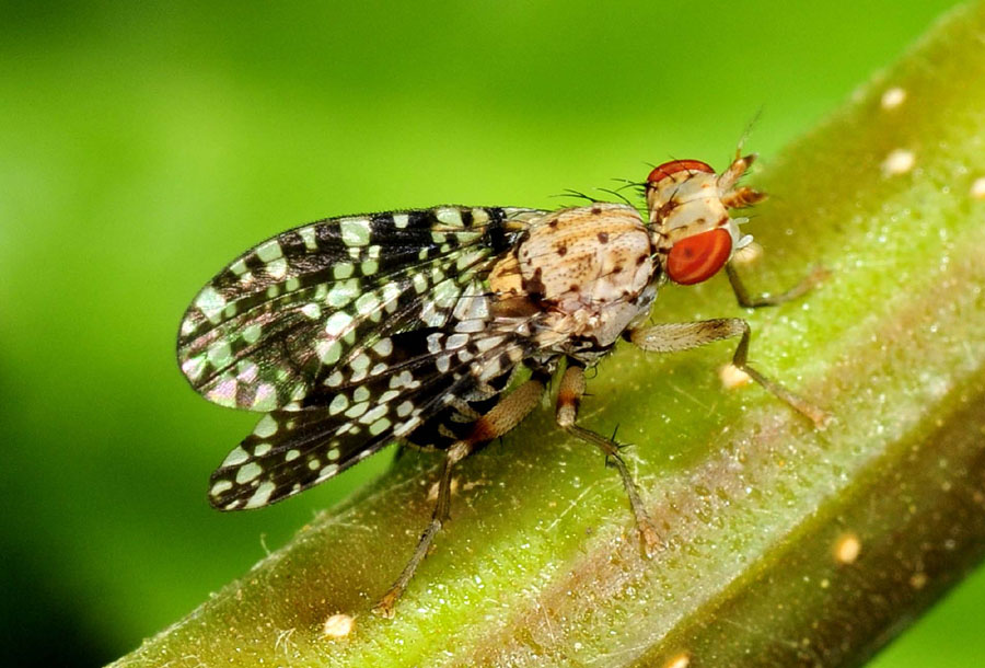 Scyomyzidae:  Trypetoptera punctulata